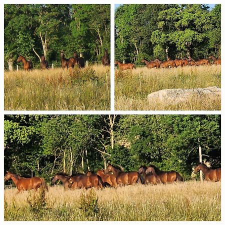 Les Naturelles Saint-Aubin-de-Locquenay Exteriör bild
